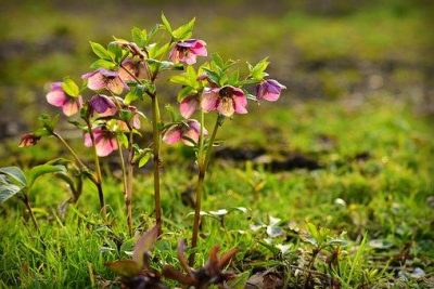 hellebore-4019490__340.jpg
