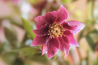 plant-3209460_960_720.jpg